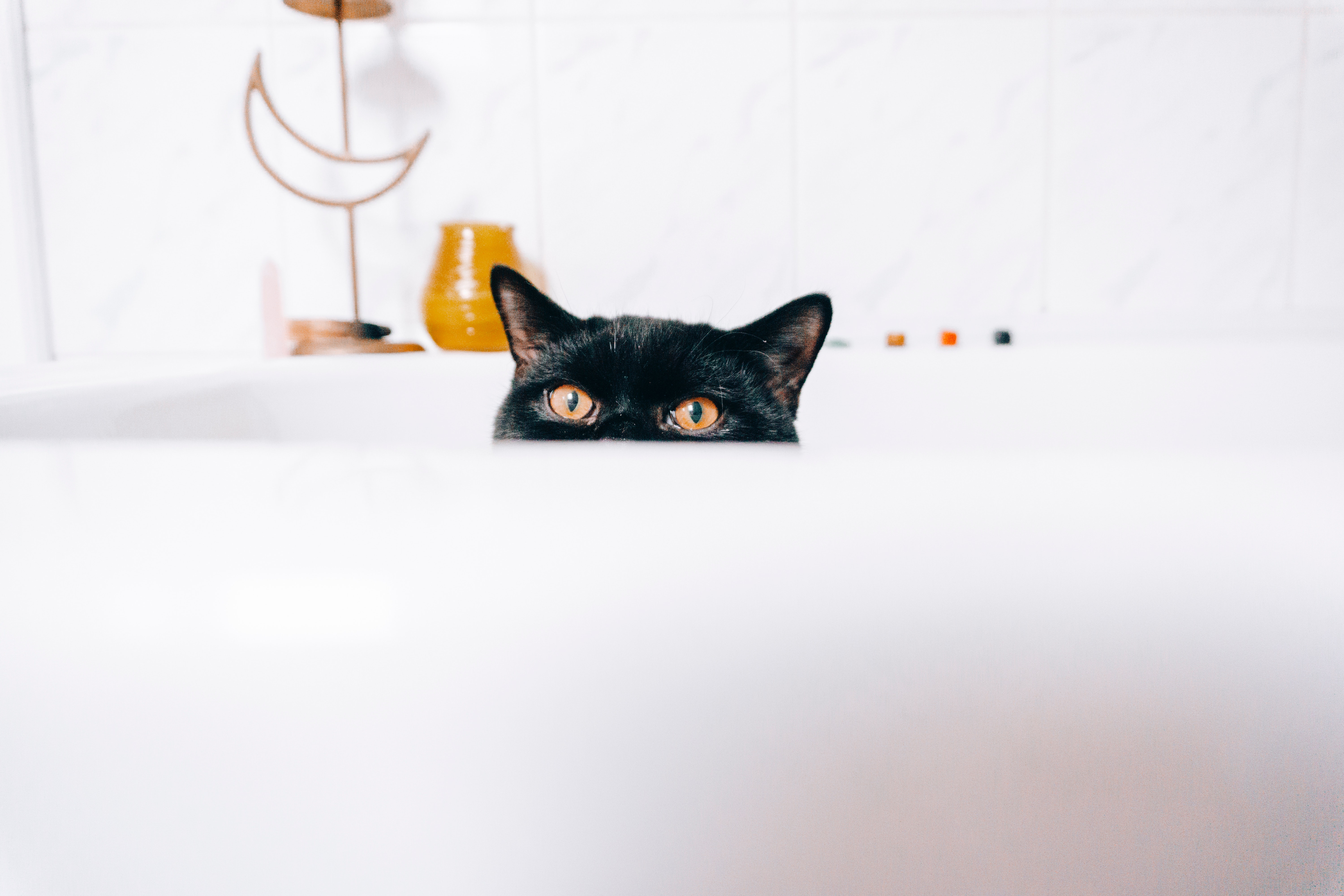 Black kitty cat peeking over furniture